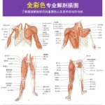 New Hot Pilates Anatomy Yoga book:Muscle bodybuilding training slimming tutorial Healthcare book