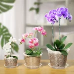 5Pcs Transparent Orchid Pot 4/5/6/7inch Planter Pot with Holes and Saucers Breathable Flower Plant Pot for Nursery