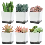 5Pcs Plant Pots, Self Watering Flower Pots Indoor Outdoor, Self Watering Planters with Drainage Hole & Clear Saucer Reservoir - Image 4