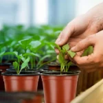 100/20x Seeding Nursery Pot Black Red Plants Nursery Pots Seedling Cups Grow Box Planters Home Garden Potted Container Wholesale
