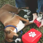 Compact pet First Aid kit for dogs and cats – emergency supplies, camping and backpacks