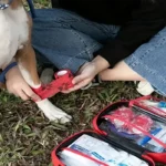 Compact pet First Aid kit for dogs and cats – emergency supplies, camping and backpacks