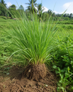 Vetiver Haiti - Image 3