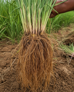 Vetiver Haiti - Image 4