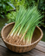 Vetiver Haiti - Image 2