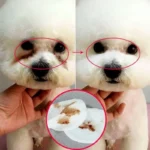 130 Pcs/set of Dog and Cat Cleaning Wipes Pet Eye Wipes Grooming Tear Stain Remover Gentle Non-foaming Wipes Towels - Image 3