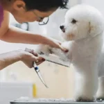 4pcs Pet Safe Scissors - Ambidextrous Stainless Steel Dog Grooming Shears with Safe, Round Head for Precision Trimming - Image 3